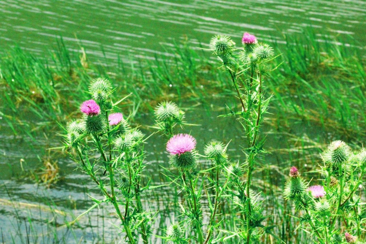 Wetlands Game Lodge Wakkerstroom Zewnętrze zdjęcie